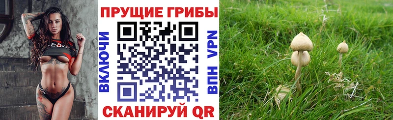 darknet состав  Володарск  Псилоцибиновые грибы Cubensis 